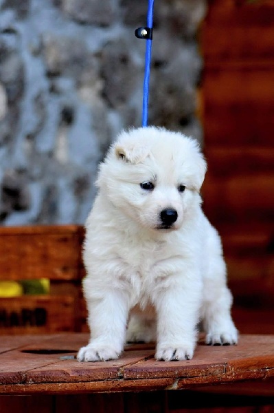 Twix'lite - Chiots disponibles - Berger Blanc Suisse